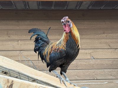 Free Roosters