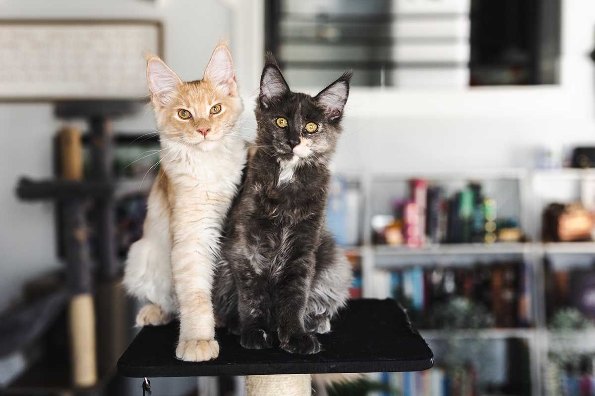 TICA Maine Coon Kittens - READY TO GO NOW