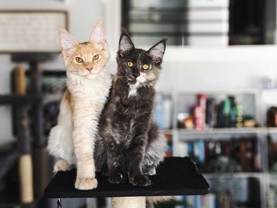 TICA Maine Coon Kittens - READY TO GO NOW