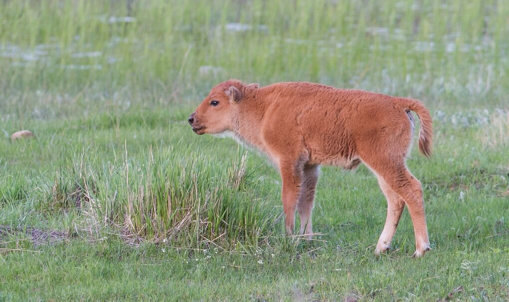 ISO Bison Bottle Calf