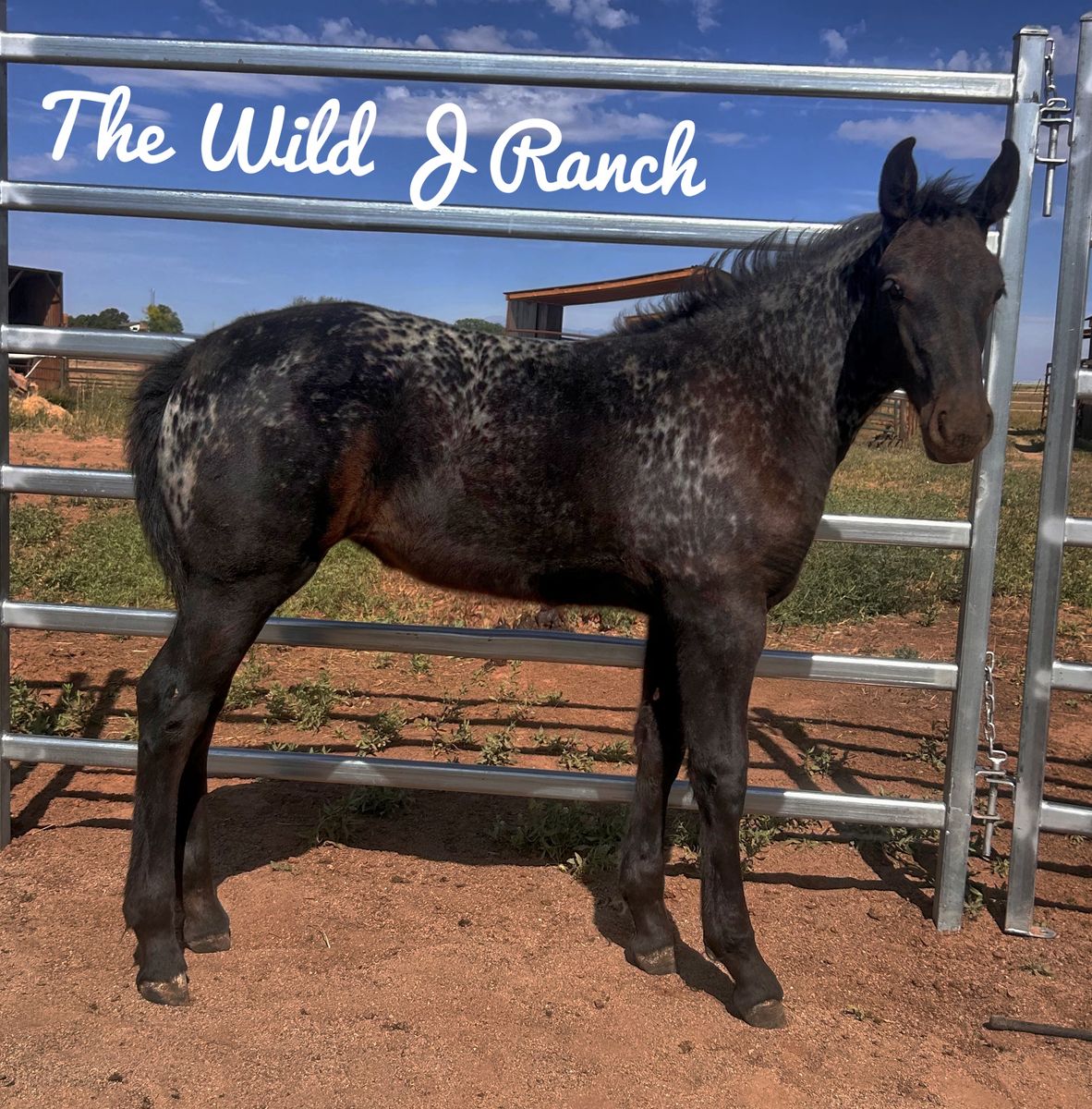 Big Thick Friesian Appaloosa