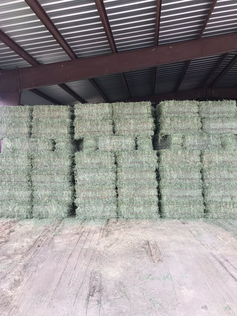 1st Crop Alfalfa