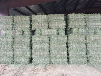 1st Crop Alfalfa