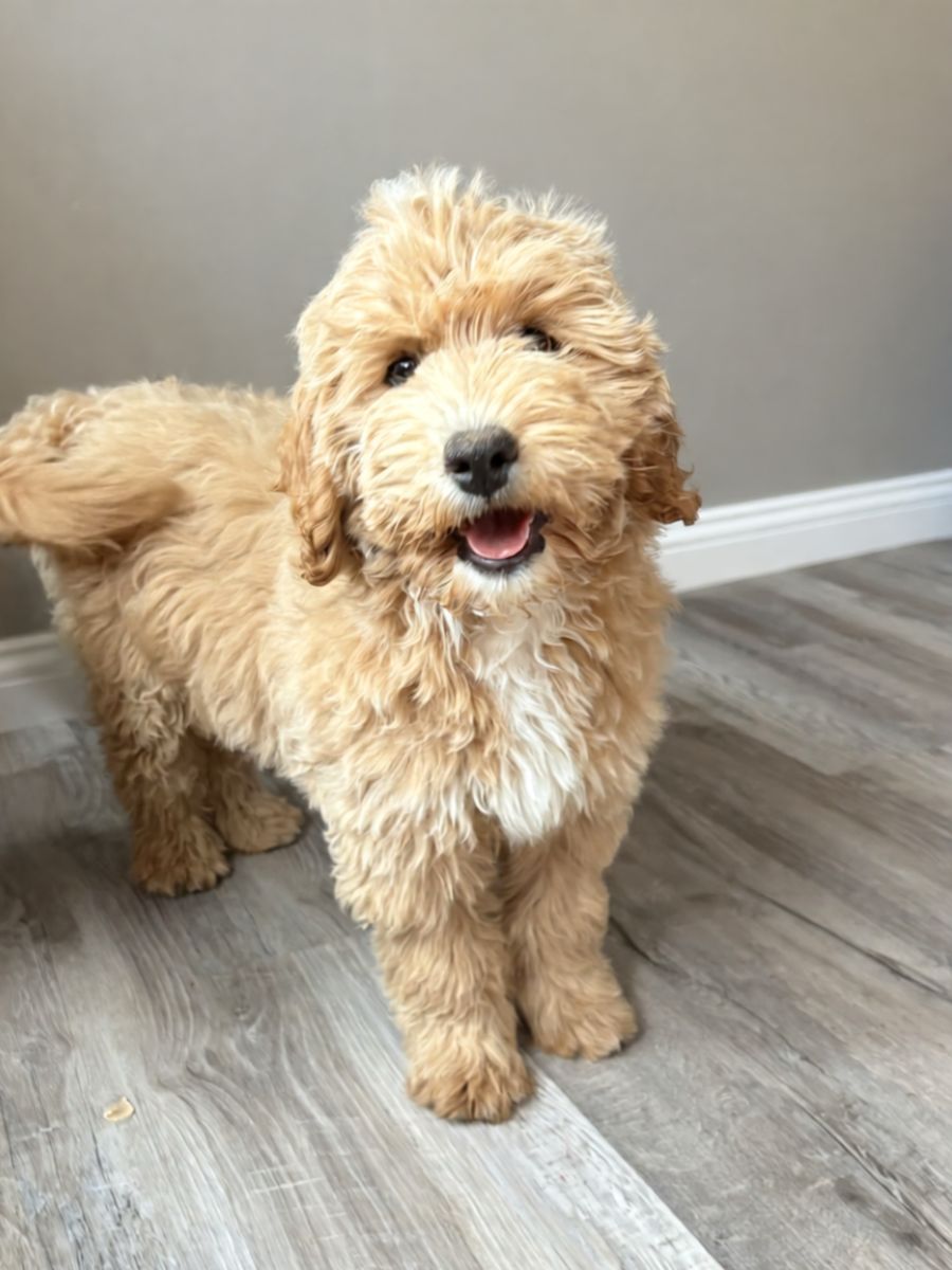 Medium Goldendoodle