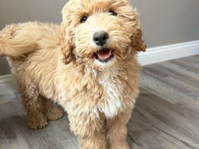 Medium Goldendoodle
