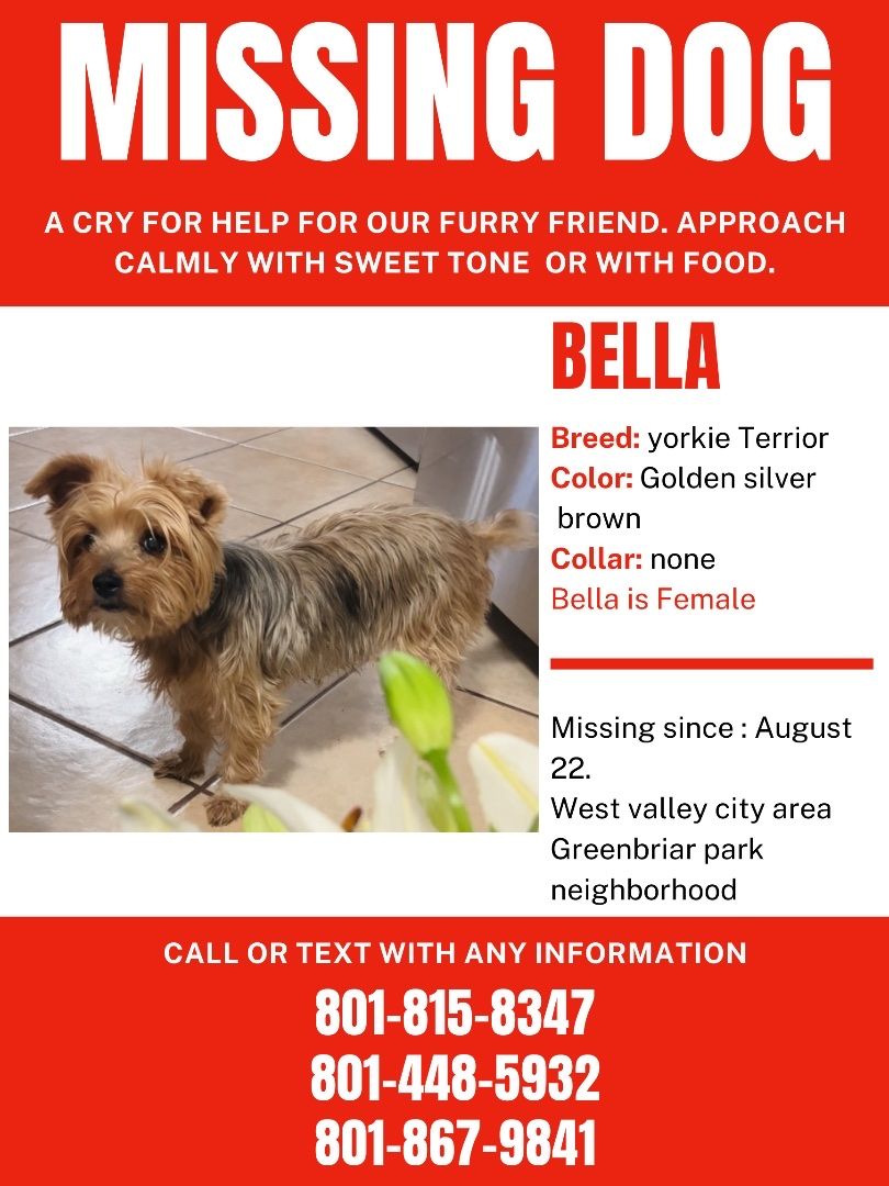 Yorkie terrior
