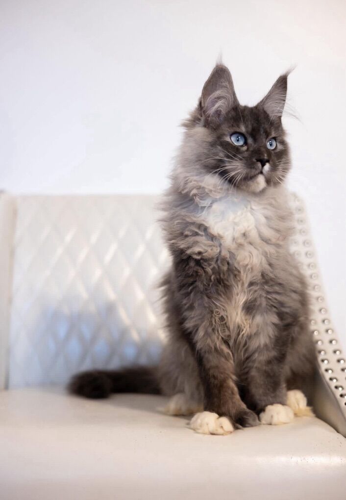 Future European Maine Coon Kittens Mainecoon