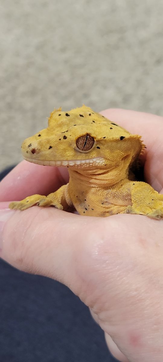 Baby Female Flame-Dalmation Crested Gecko