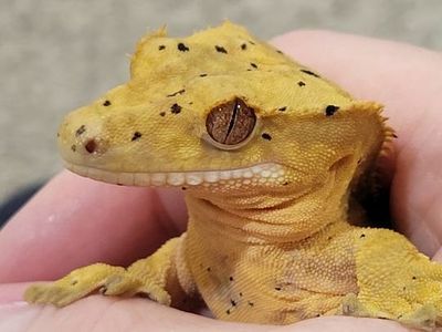 Baby Female Flame-Dalmation Crested Gecko