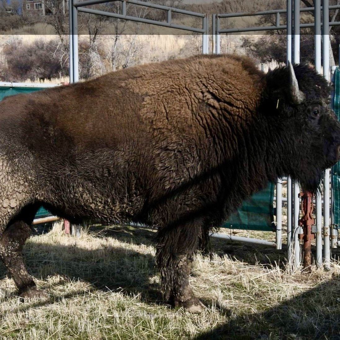 Bulk Bison Meat Shares - Whole, Half, Quarter - Lean, Healthy Protein Available Now!