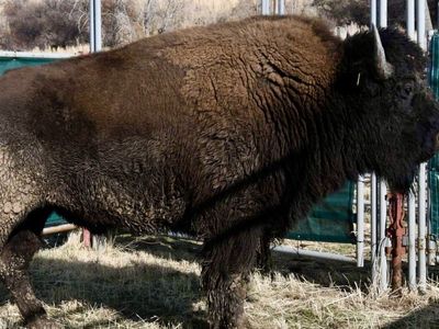 Bulk Bison Meat Shares - Whole, Half, Quarter - Lean, Healthy Protein Available Now!