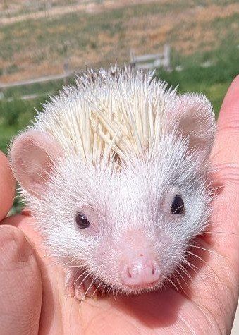Baby Hedgehogs - Various Colors and Patterns