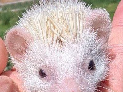 Baby Hedgehogs - Various Colors and Patterns