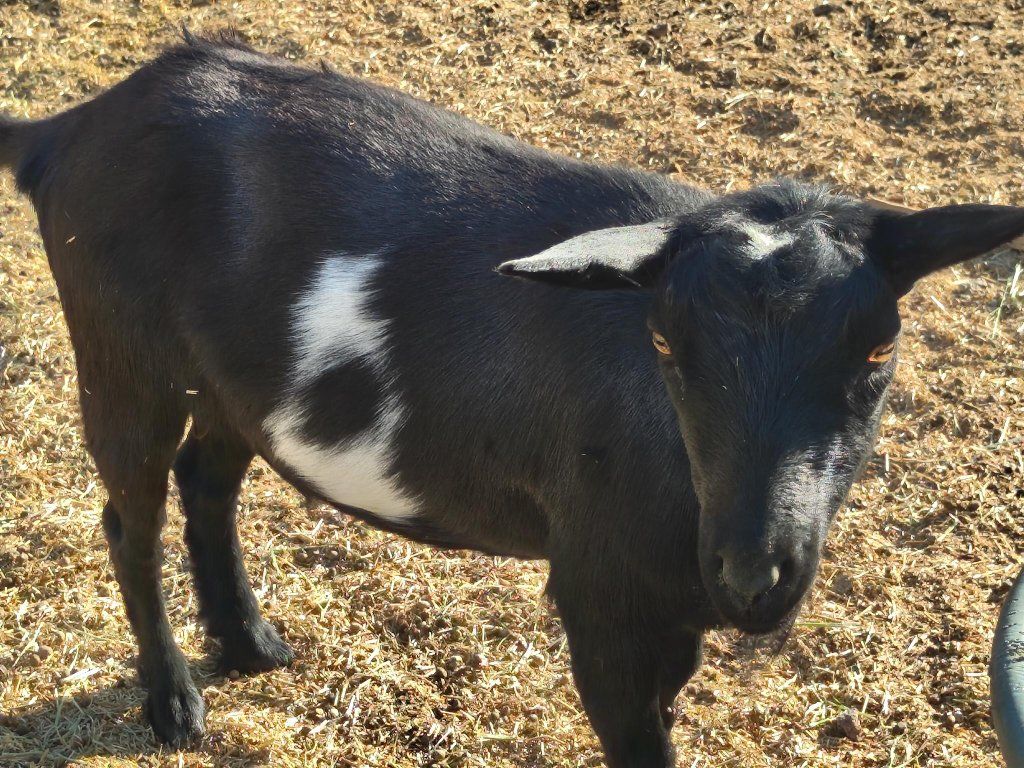 Nigerian Dwarf Goats- milk bloodlines- registered