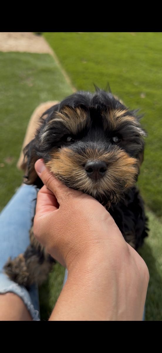 Teddy bear 🧸 Yorkiepoo boy