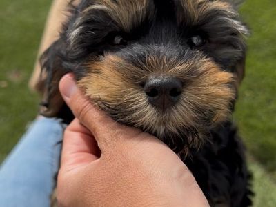 Teddy bear 🧸 Yorkiepoo boy