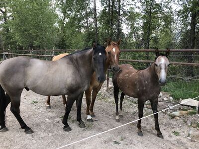 Horses for sale