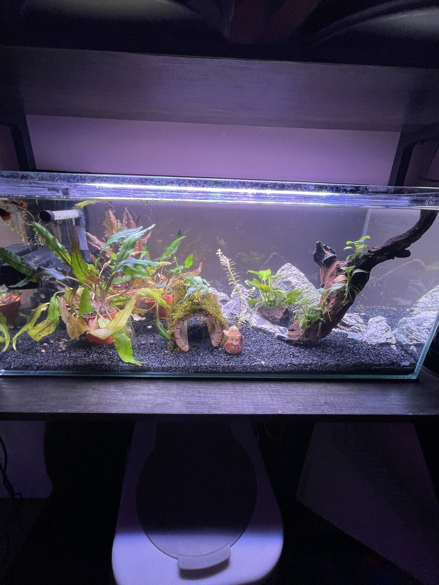 6.8 rimless shallow tank Kit with Plants and Accessories