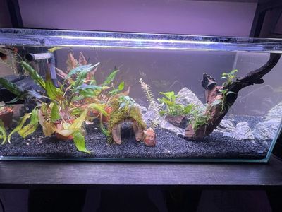6.8 rimless shallow tank Kit with Plants and Accessories