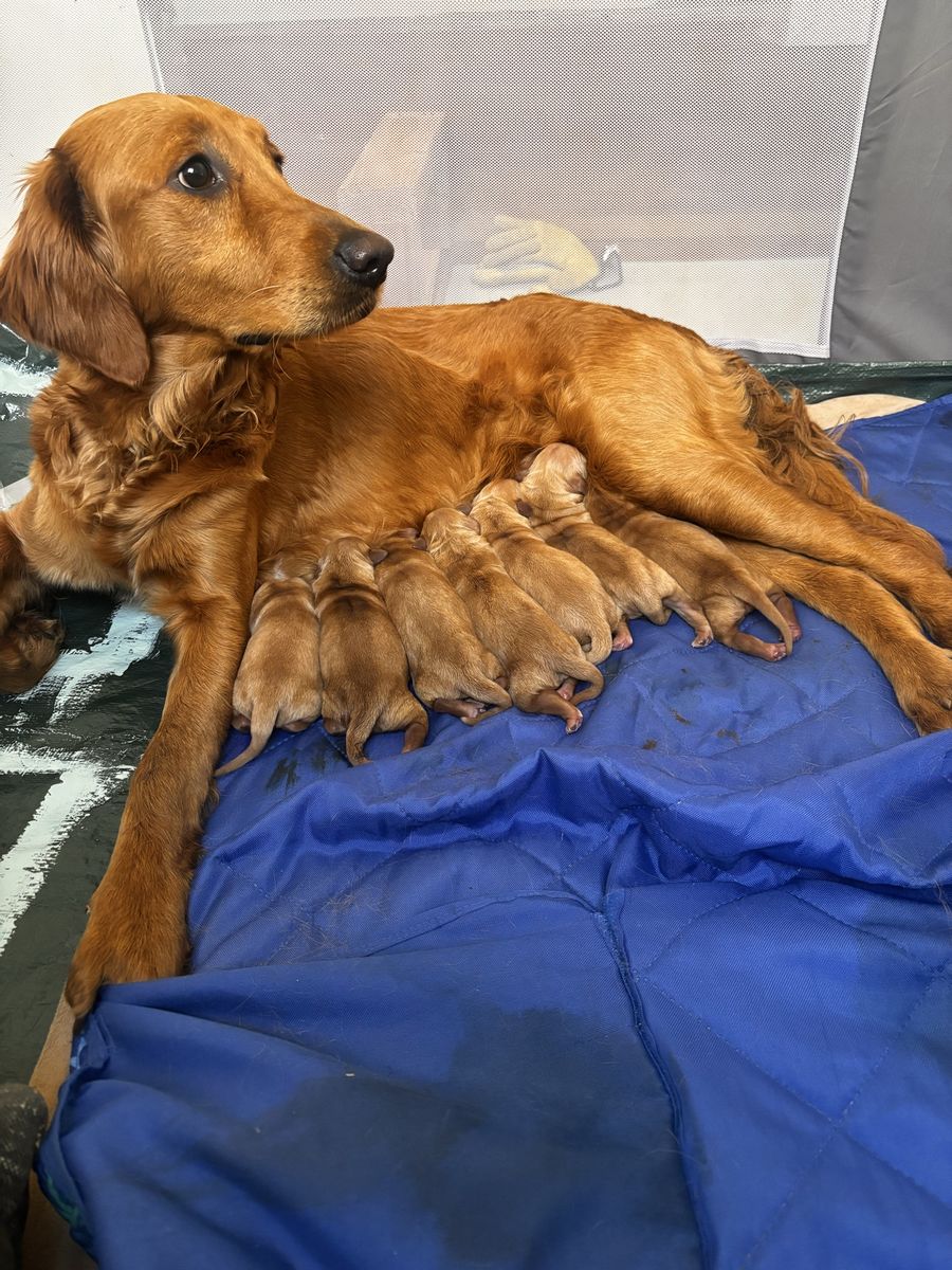 Golden Retriever Puppies