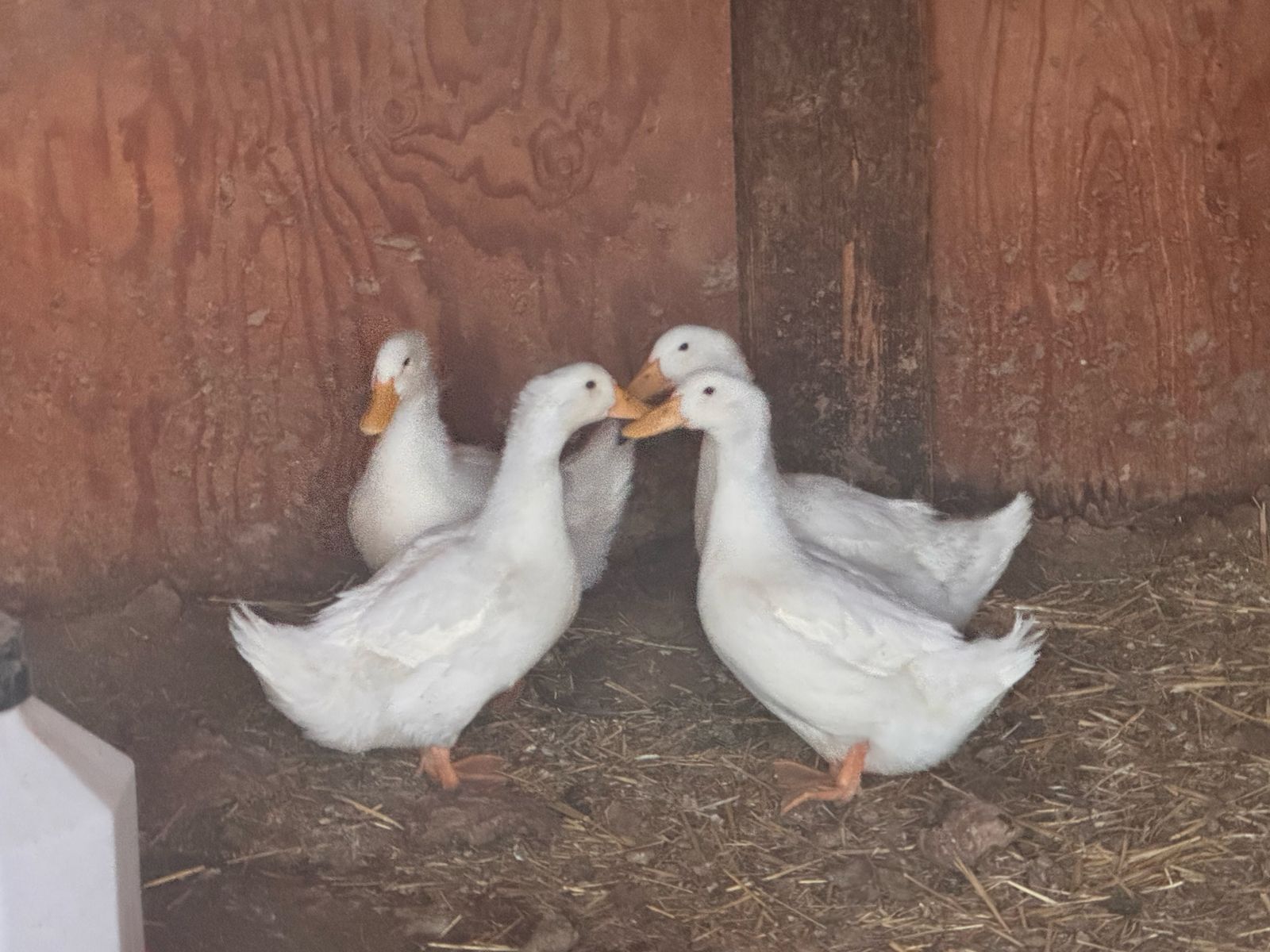 4 American Pekin Ducks