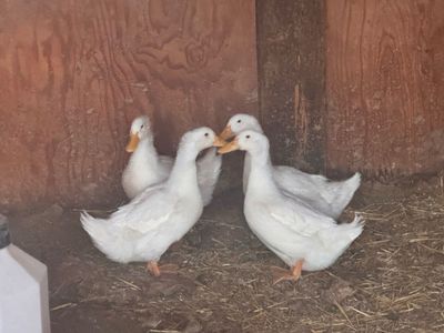 4 American Pekin Ducks