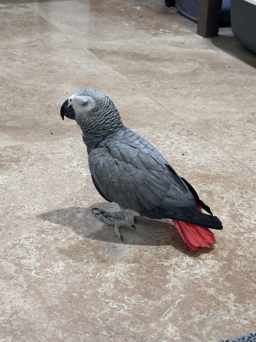 African Grey Parrot