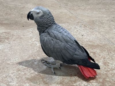 African Grey Parrot