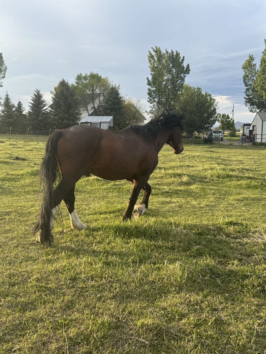 Bucking horse