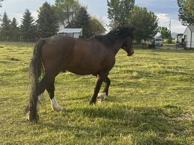 Bucking horse