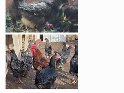 Marans