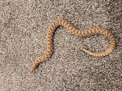 Western Hognose 1