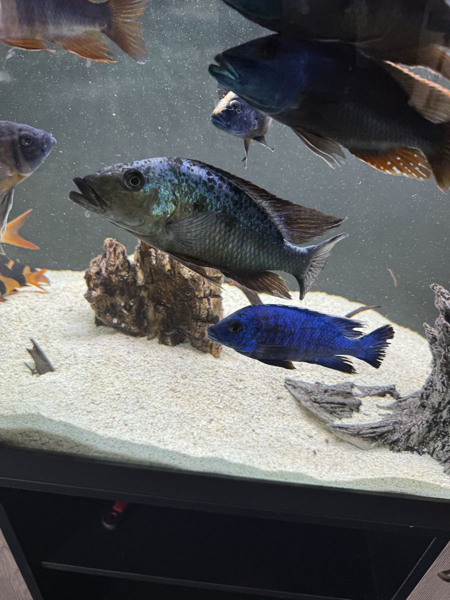 Sand diver 9 inches