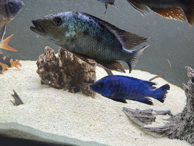 Sand diver 9 inches