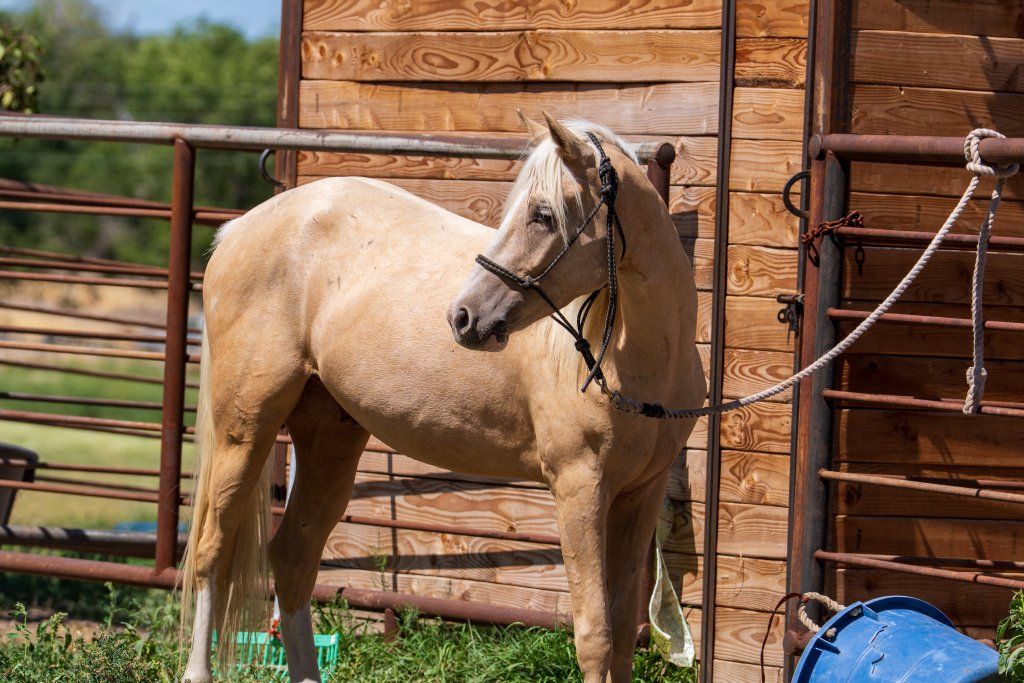 Palomino Pony Gelding
