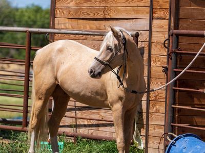Palomino Pony Gelding