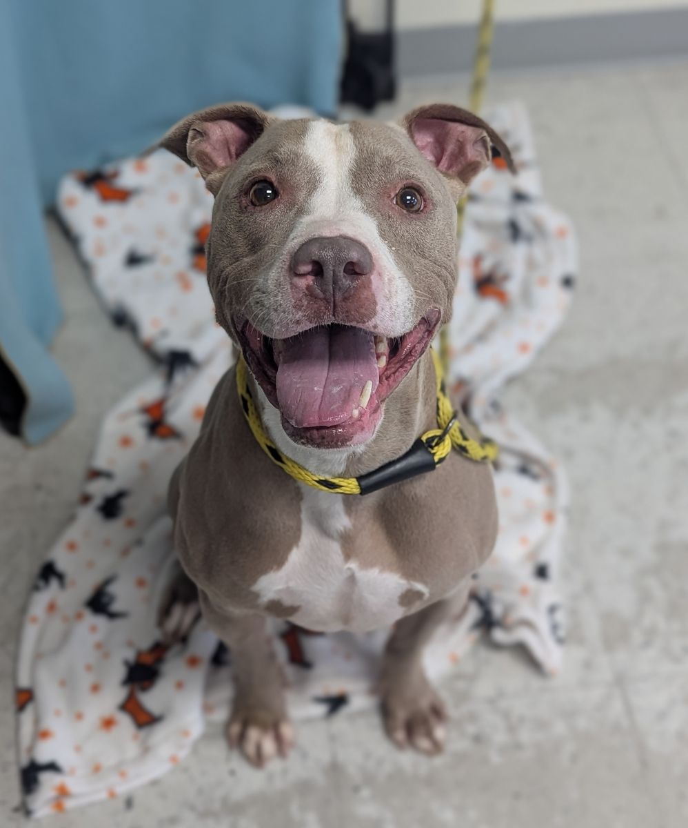 A163891 Sam, Available for Adoption