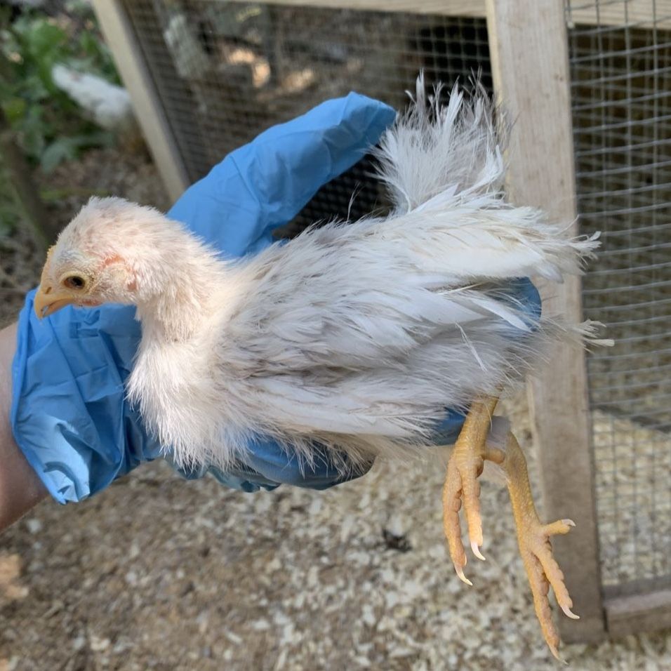 Silkened Serama (Serama x Silkie) Bantam Chick