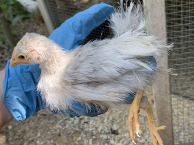 Silkened Serama (Serama x Silkie) Bantam Chick