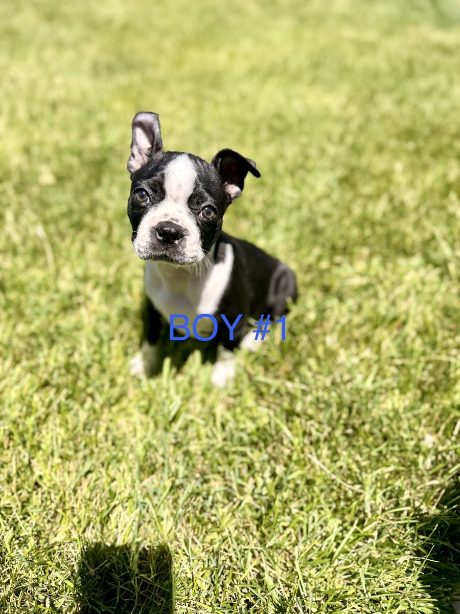 Adorable Boston Terrier Puppies - 3 Males, 1 Female Available