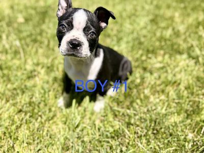 Adorable Boston Terrier Puppies - 3 Males, 1 Female Available