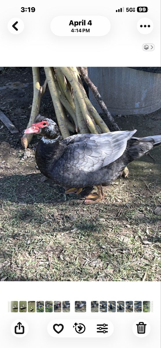 Free Muscovy Duck trios