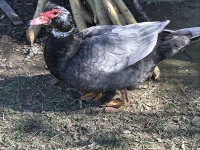 Free Muscovy Duck trios