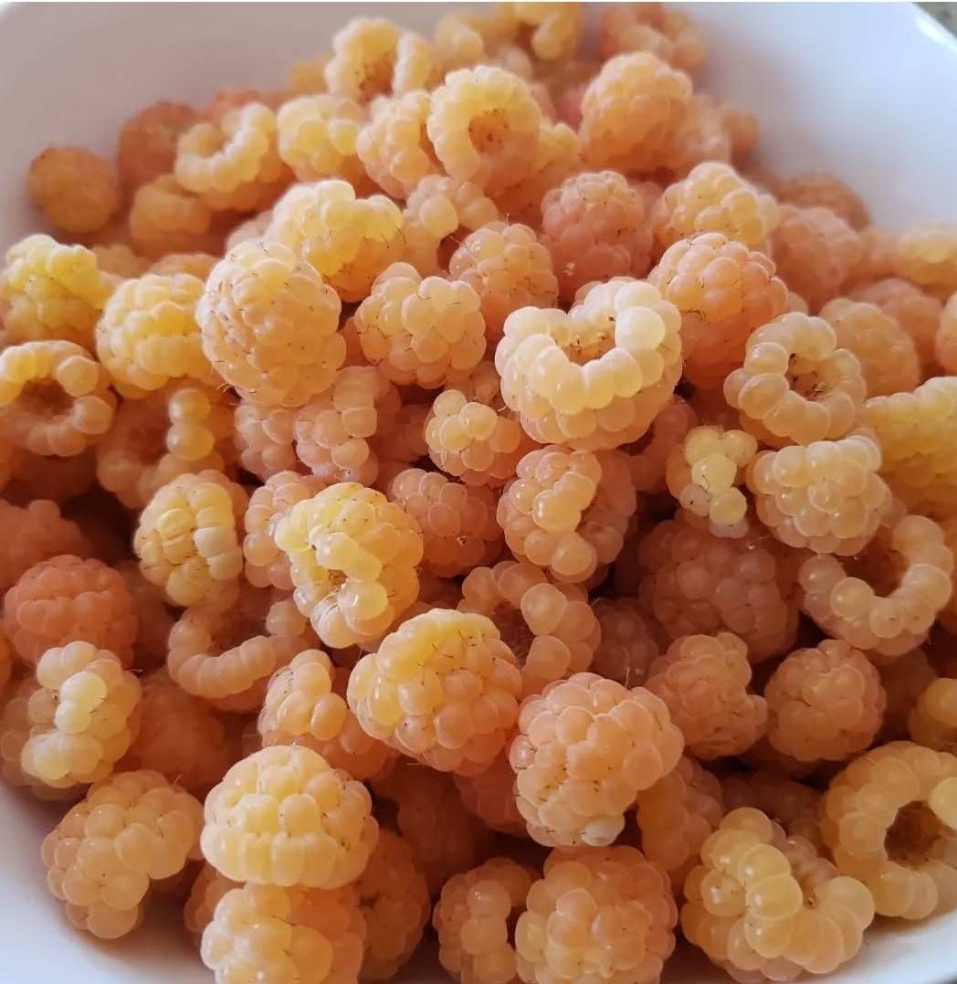 Golden raspberry plants in pots.
