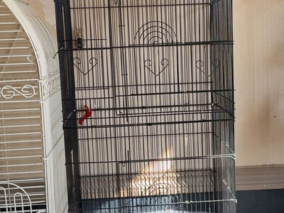 Bird Cage