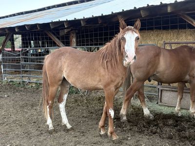 Sorrel mare