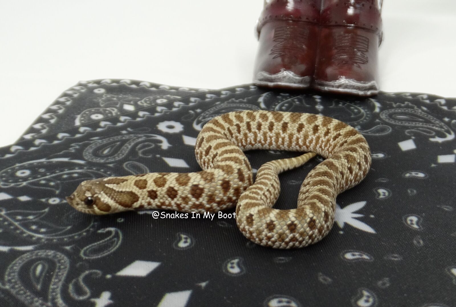 50% OFF Winter Sale! Western Hognose Female Wild Type Triple Het