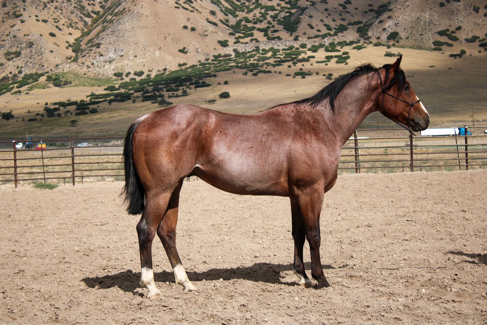 Rope horse prospect