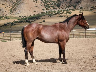 Rope horse prospect