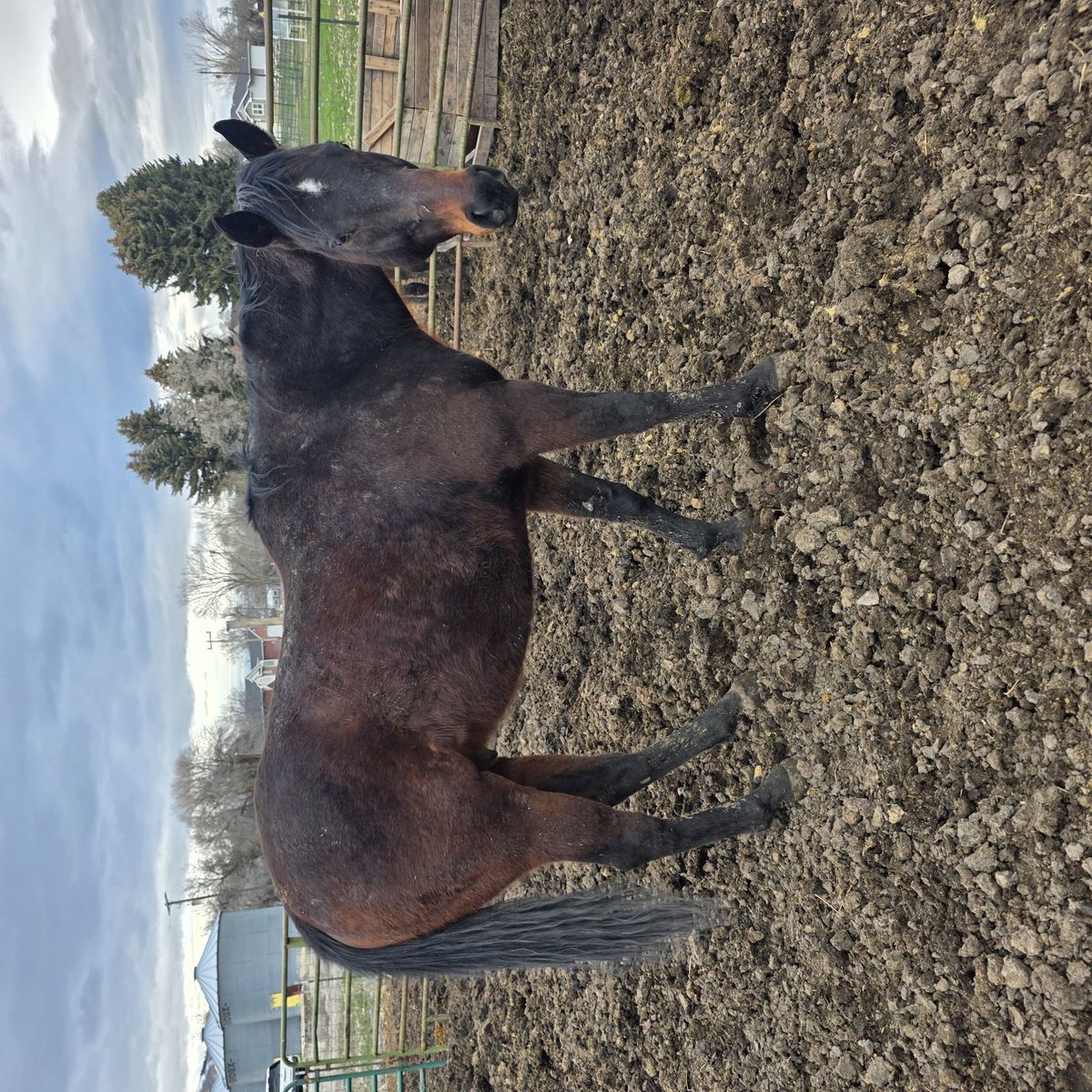 16H OTTB Bay gelding